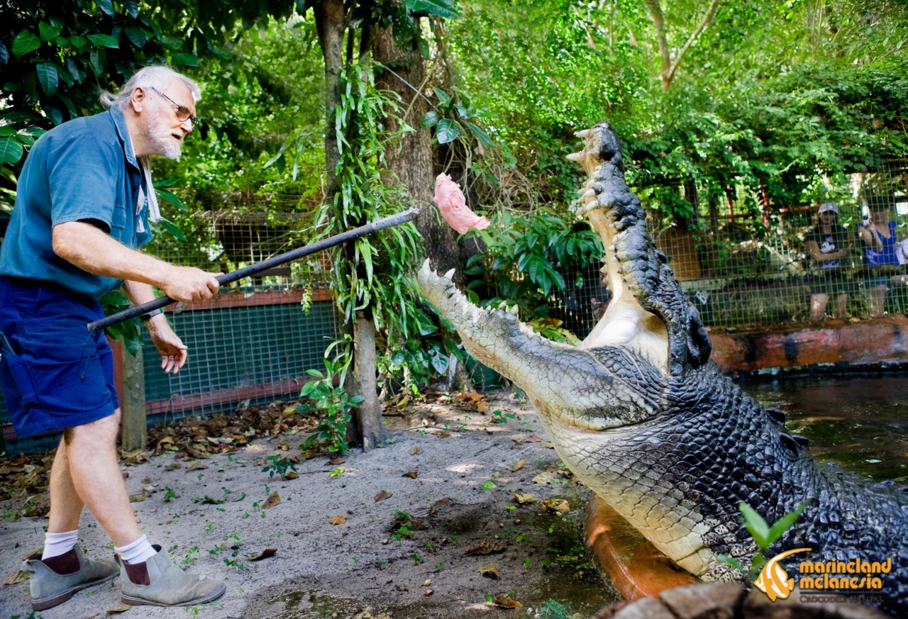 Самый большой аллигатор. Гребнистый крокодил Кассиус. Самый большой крокодил в мире Кассиус клей. Гребнистый крокодил самый большой.